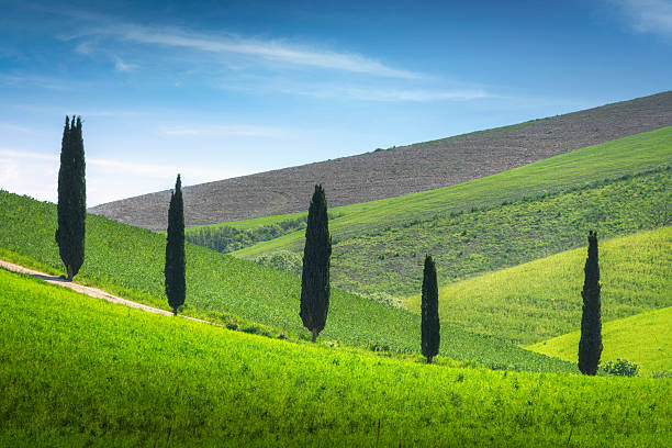 Cipressi sulle dolci colline di Terricciola